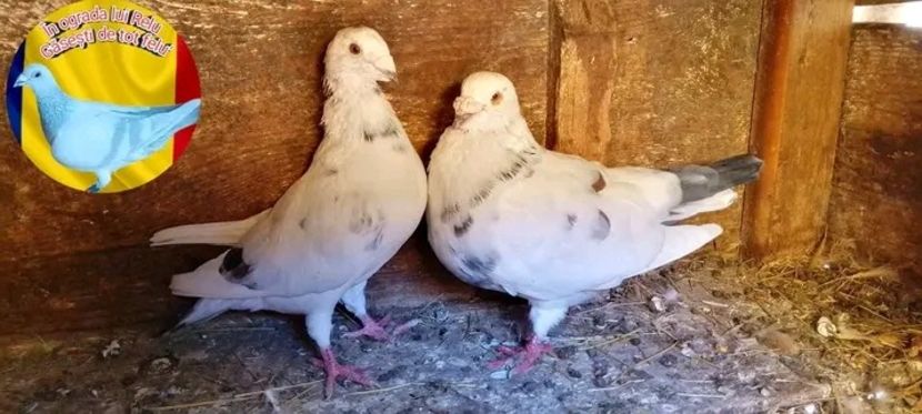  - Matca de porumbei standard 2022