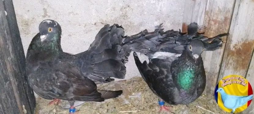  - Matca de porumbei voltați 2022