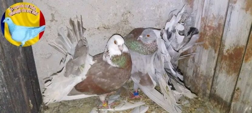  - Matca de porumbei voltați 2022