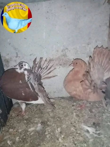  - Matca de porumbei voltați 2022