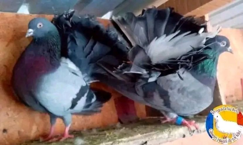  - Matca de porumbei voltați 2022