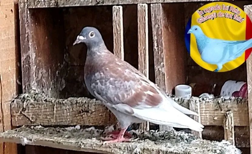  - Pui de porumbei voiajori 2022