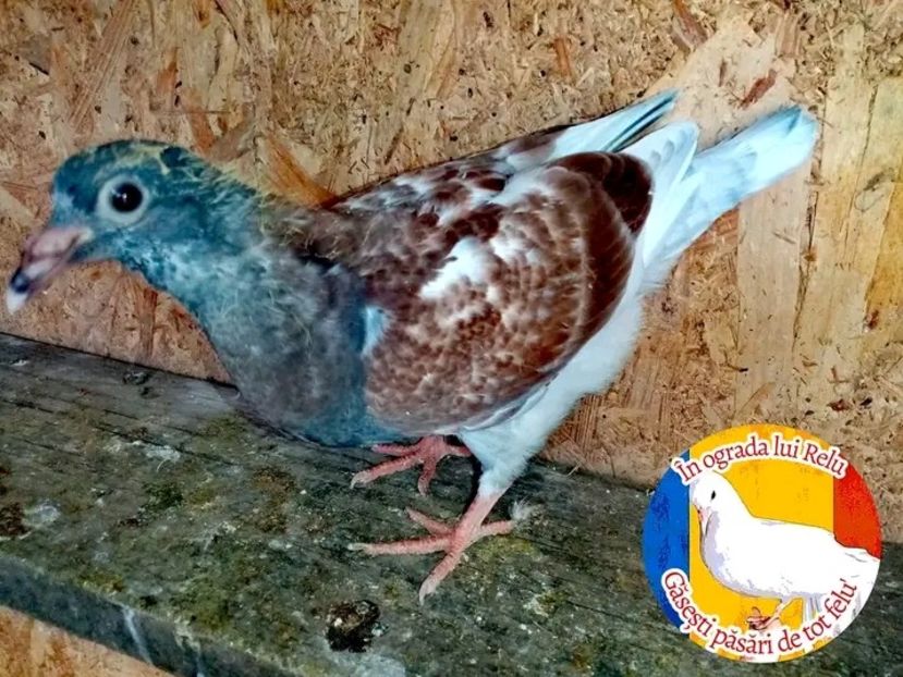  - Pui de porumbei voiajori 2022