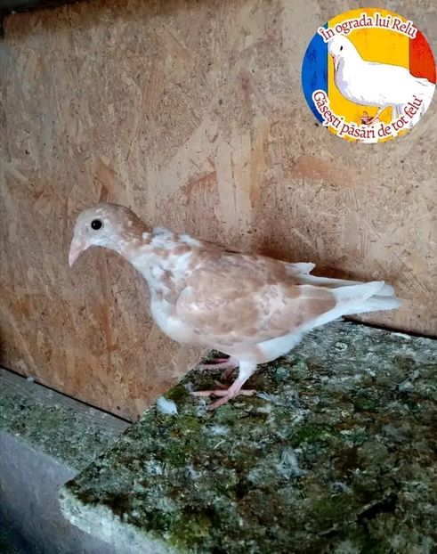  - Pui de porumbei voiajori 2022