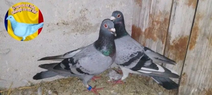  - Matca de porumbei voiajori 2022
