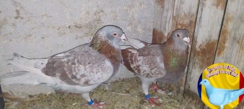  - Matca de porumbei voiajori 2022