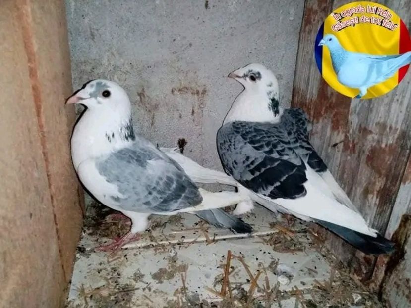  - Matca de porumbei voiajori 2022