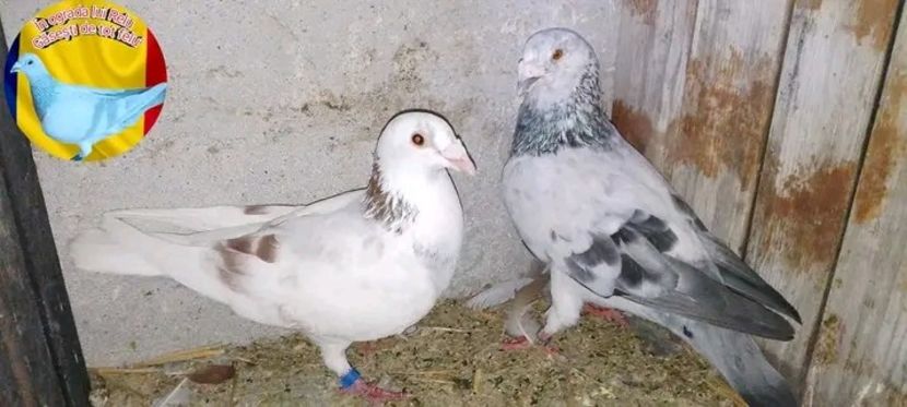  - Matca de porumbei voiajori 2022