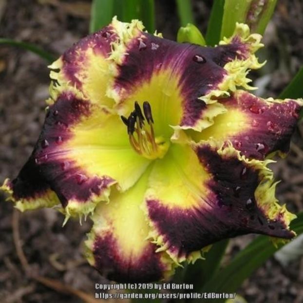 Dads Black Gold - Sattelmeier 2016 - SE - E - 2023 Spring