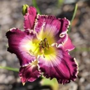 Powe Made Perfect - Emmerich 2020 - D - E - 2023 Spring
