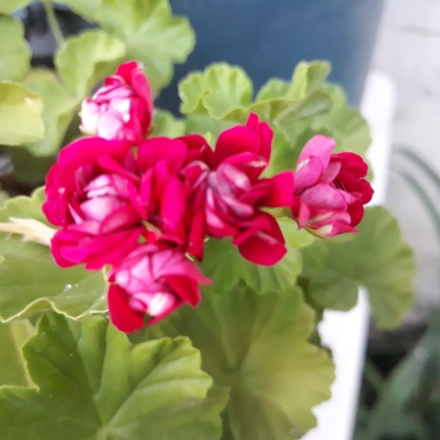  - Muscate 2017-2018- 2019-2020-2023-2024 - 2025