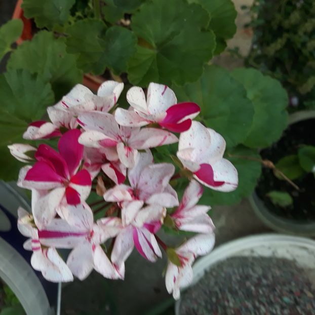  - Muscate 2017-2018- 2019-2020-2023-2024 - 2025