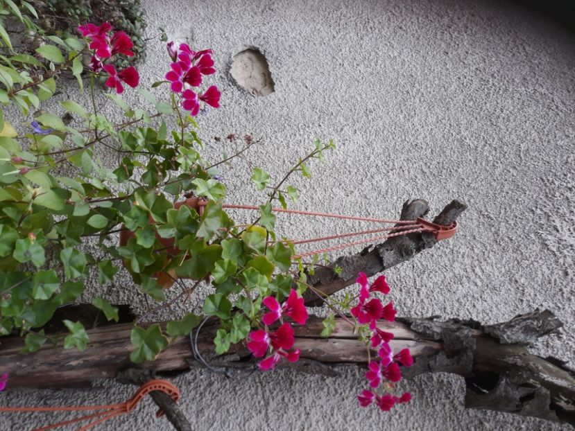  - Muscate 2017-2018- 2019-2020-2023-2024 - 2025