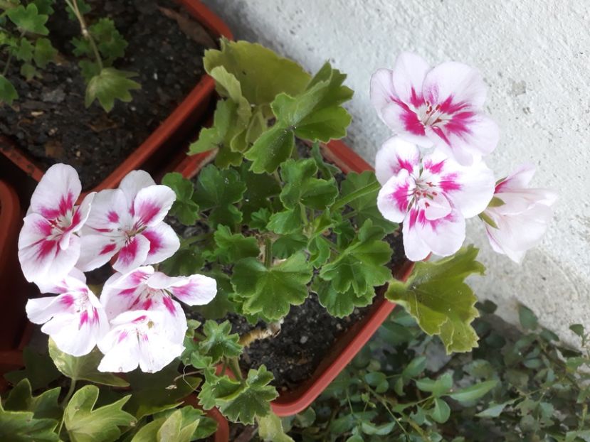  - Muscate 2017-2018- 2019-2020-2023-2024 - 2025