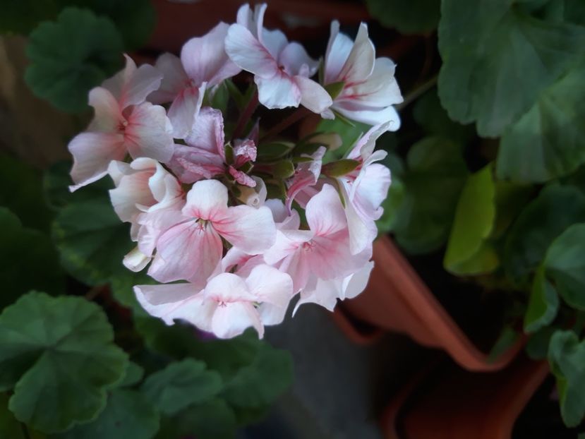  - Muscate 2017-2018- 2019-2020-2023-2024 - 2025