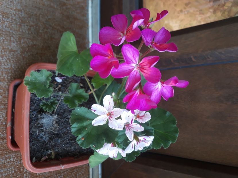  - Muscate 2017-2018- 2019-2020-2023-2024 - 2025