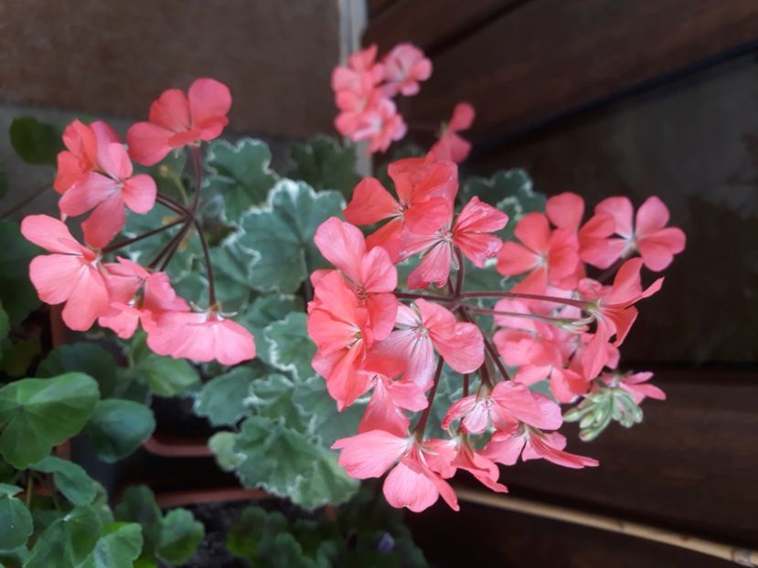  - Muscate 2017-2018- 2019-2020-2023-2024 - 2025