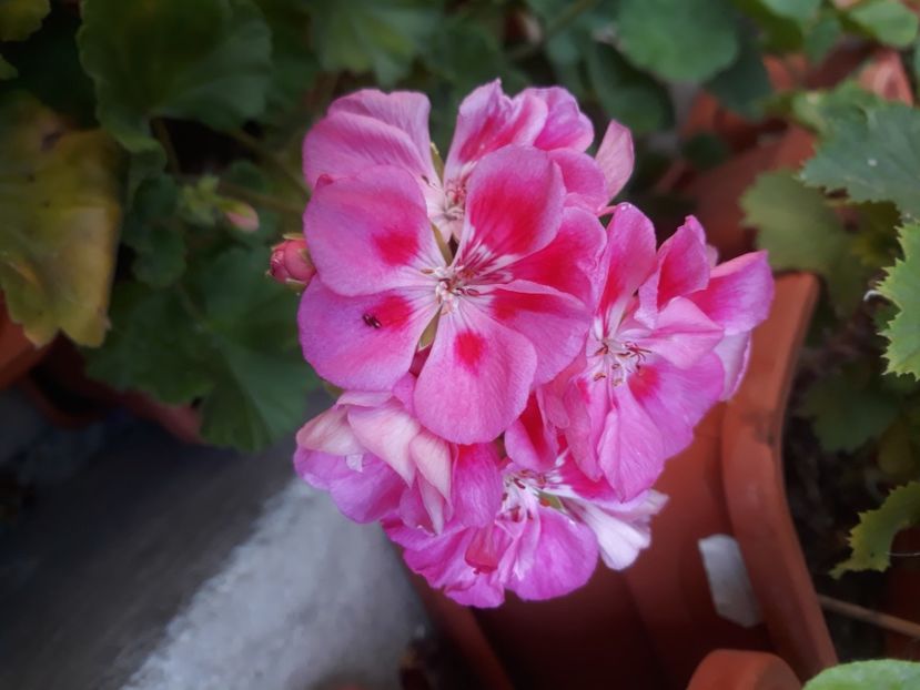  - Muscate 2017-2018- 2019-2020-2023-2024 - 2025