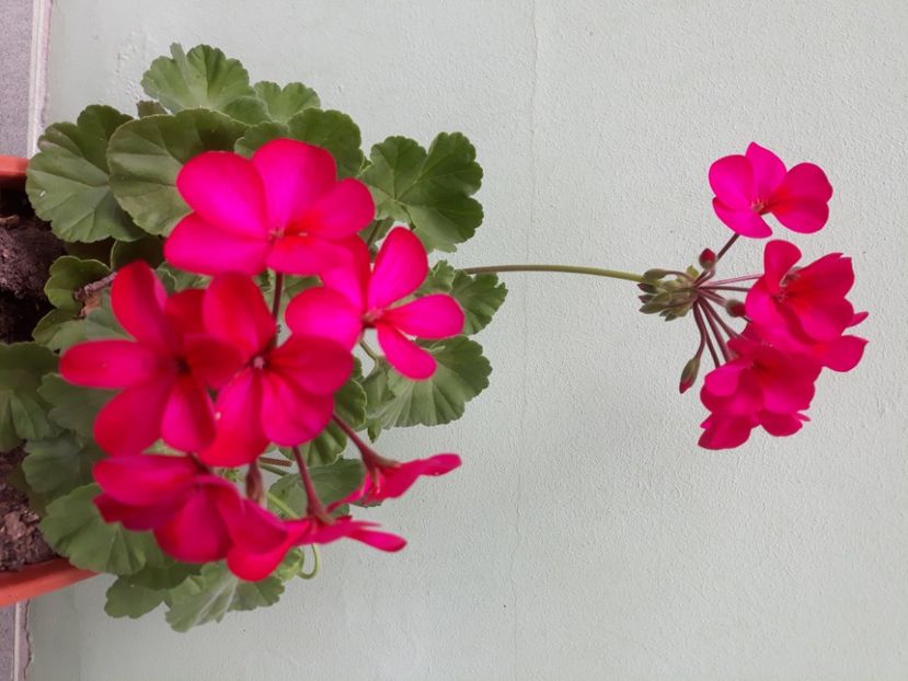  - Muscate 2017-2018- 2019-2020-2023-2024 - 2025