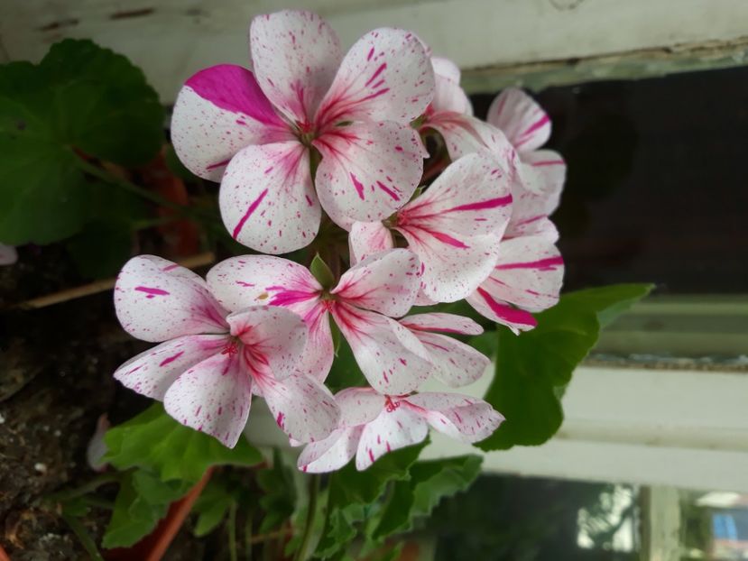  - Muscate 2017-2018- 2019-2020-2023-2024 - 2025