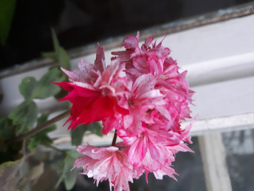  - Muscate 2017-2018- 2019-2020-2023-2024 - 2025