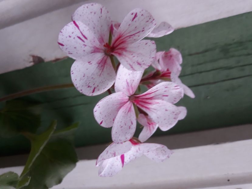  - Muscate 2017-2018- 2019-2020-2023-2024 - 2025