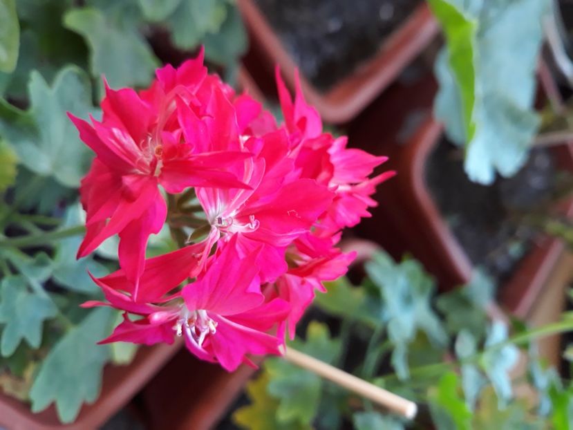  - Muscate 2017-2018- 2019-2020-2023-2024 - 2025