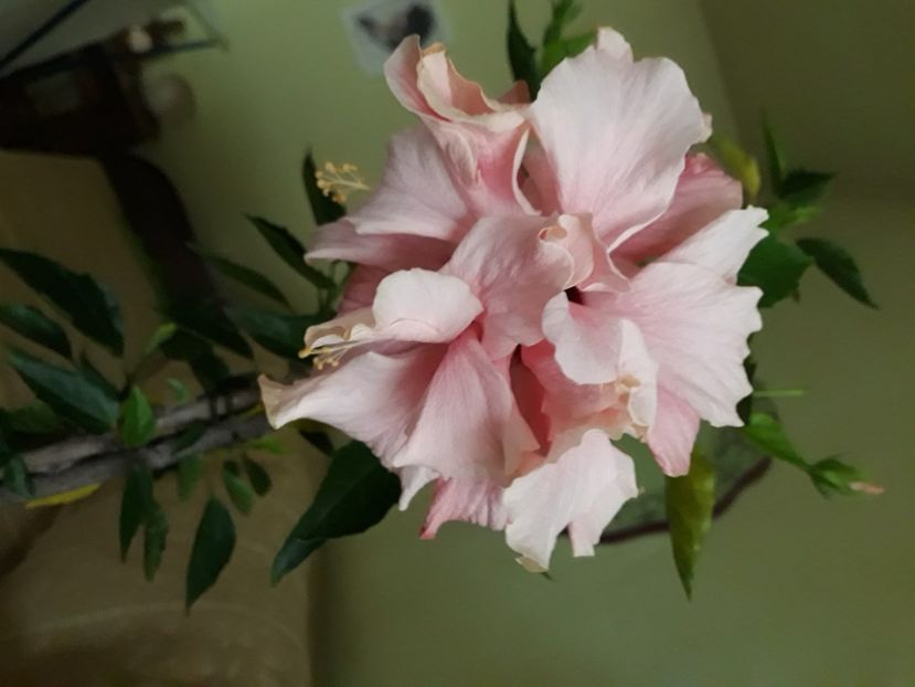  - Muscate 2017-2018- 2019-2020-2023-2024 - 2025