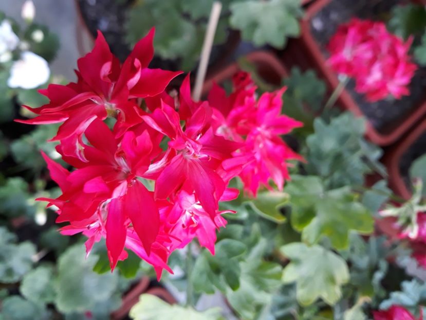  - Muscate 2017-2018- 2019-2020-2023-2024 - 2025