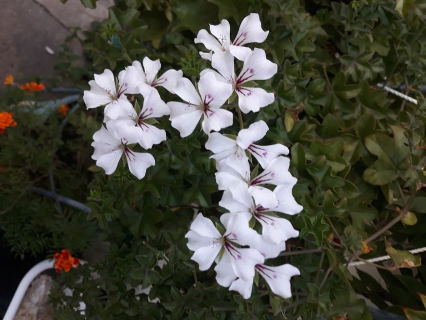  - Muscate 2017-2018- 2019-2020-2023-2024 - 2025