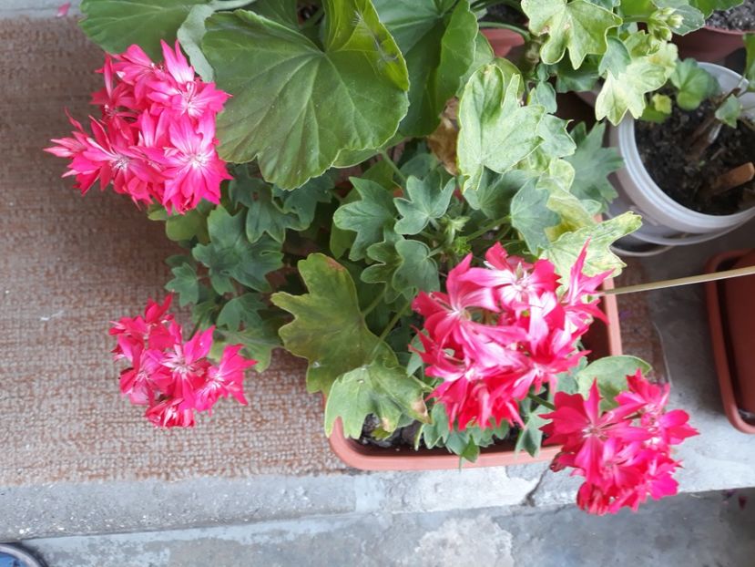  - Muscate 2017-2018- 2019-2020-2023-2024 - 2025