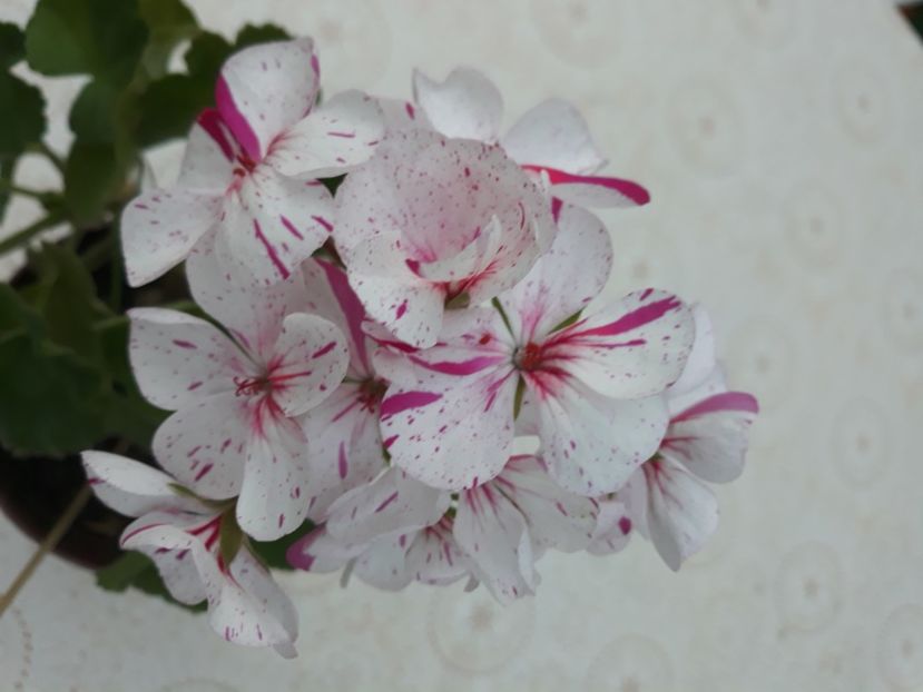  - Muscate 2017-2018- 2019-2020-2023-2024 - 2025