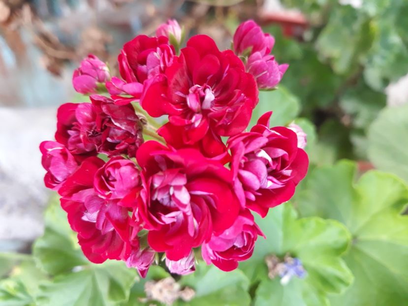  - Muscate 2017-2018- 2019-2020-2023-2024 - 2025