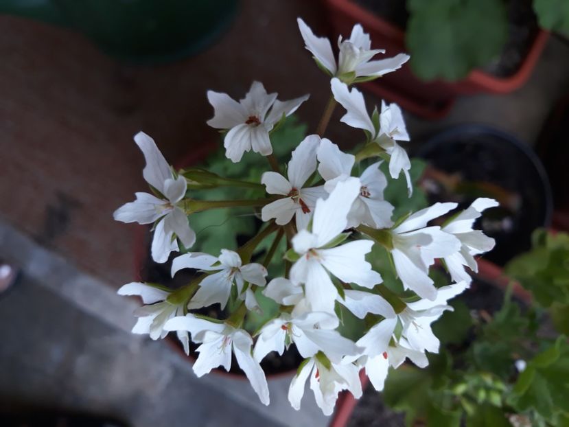  - Muscate 2017-2018- 2019-2020-2023-2024 - 2025