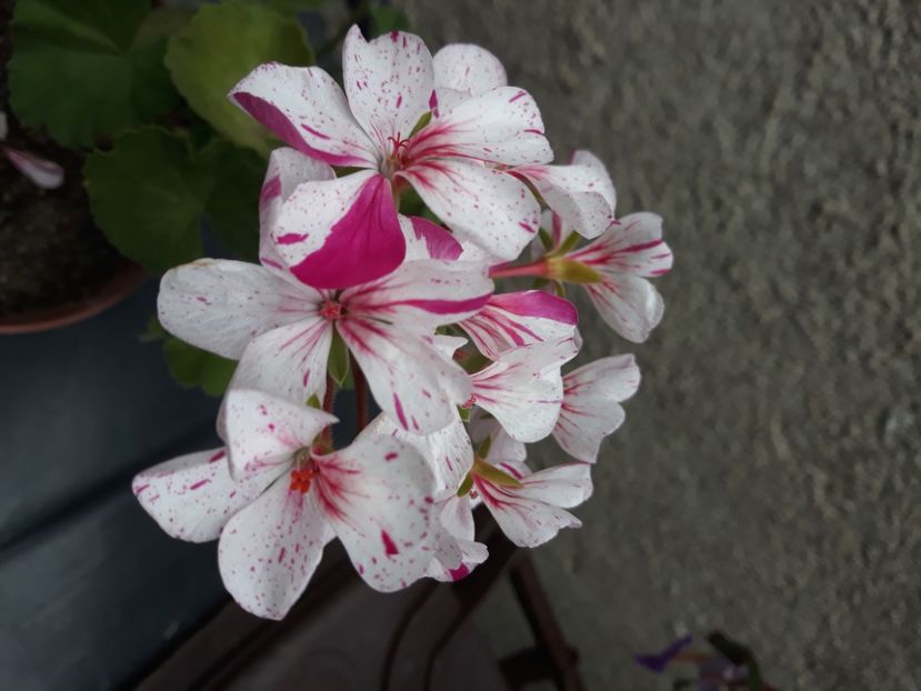  - Muscate 2017-2018- 2019-2020-2023-2024 - 2025