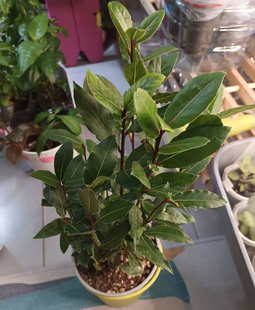 Dafin Kaufland  17 ron - nu mai este de actualitate oferta - Poate vă interesează