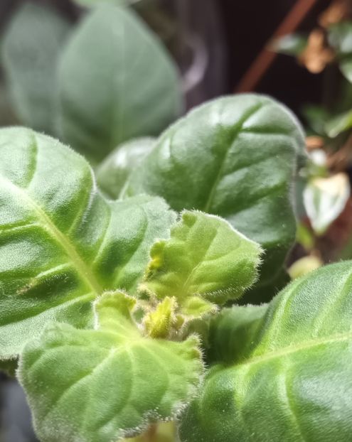 Primul bobocel din an ❤️❤️❤️ - Bombonelele gloxi