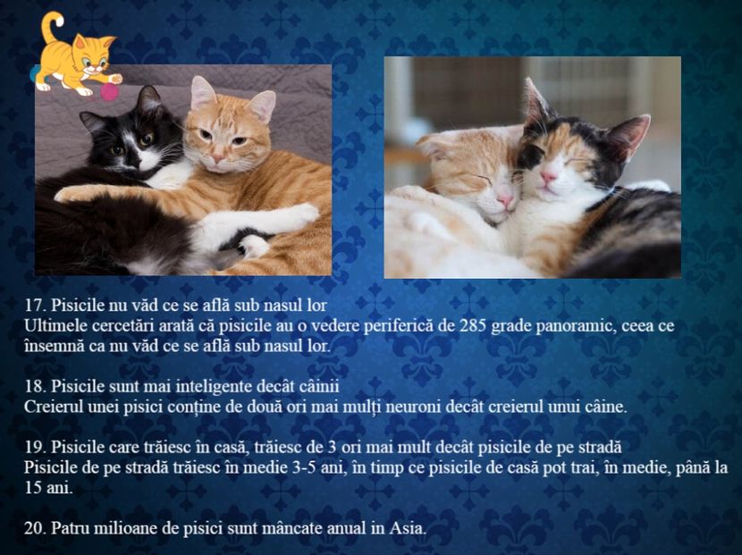 20 de curiozitati incredibile despre pisici - Curiozități
