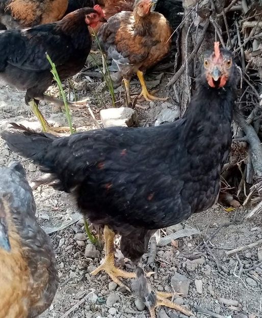 received_627027698705849 - Pui de găină mixtă încălțată moțată 2021