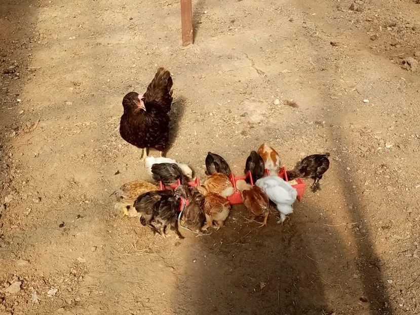 received_4674139989285848 - Pui de găină mixtă încălțată moțată 2021