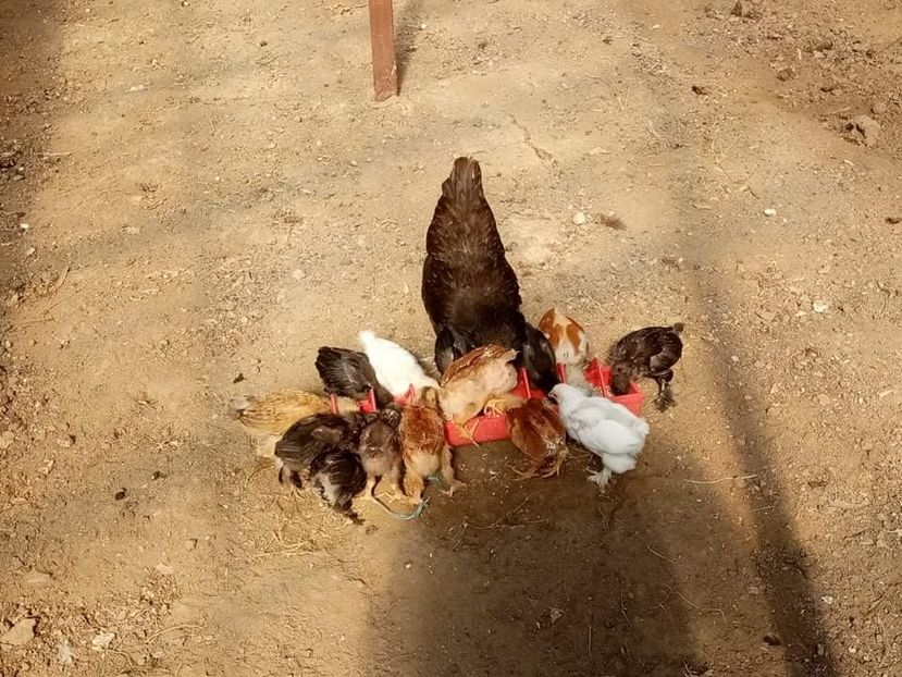 received_1021197025387319 - Pui de găină mixtă încălțată moțată 2021