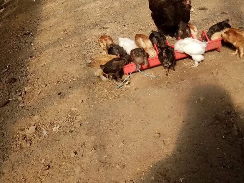 received_578164276713263 - Pui de găină mixtă încălțată moțată 2021