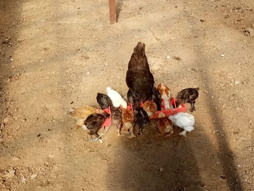 received_566267461272395 - Pui de găină mixtă încălțată moțată 2021