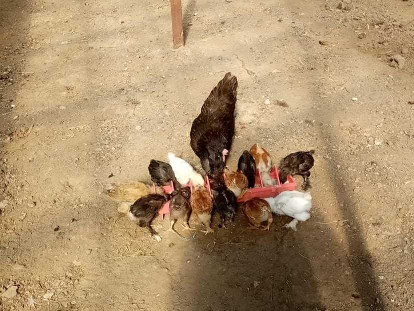 received_535628644202636 - Pui de găină mixtă încălțată moțată 2021