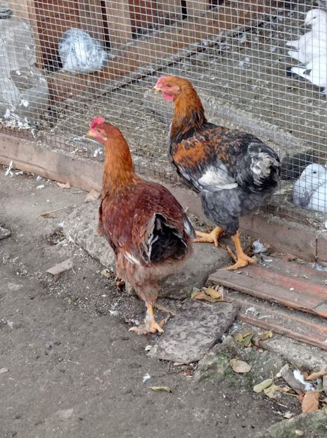 received_1318146928619260 - Pui de găină mixtă încălțată moțată 2021