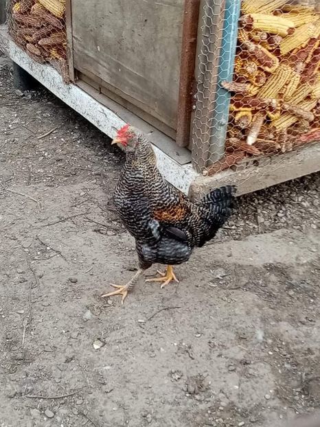 received_6900975013309611 - Pui de găină mixtă încălțată moțată 2021