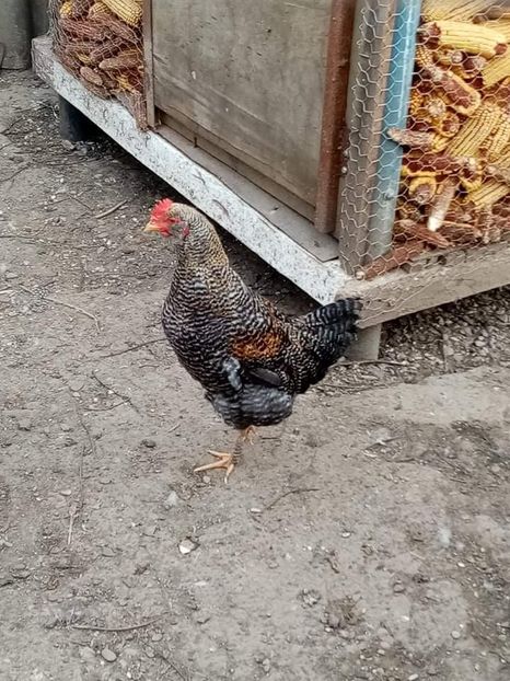 received_326415462861331 - Pui de găină mixtă încălțată moțată 2021