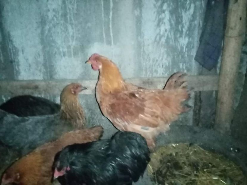 received_606893967306151 - Pui de găină mixtă încălțată moțată 2021
