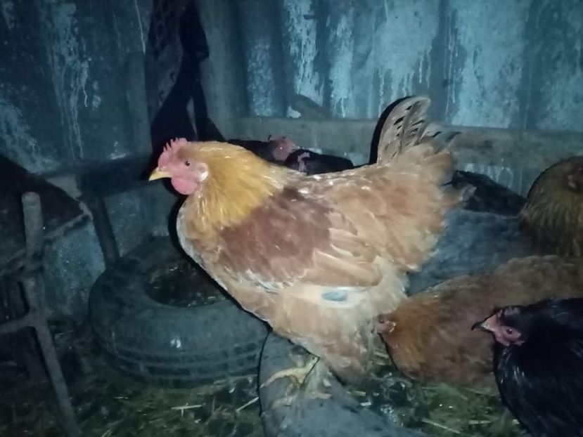 received_534587487813186 - Pui de găină mixtă încălțată moțată 2021