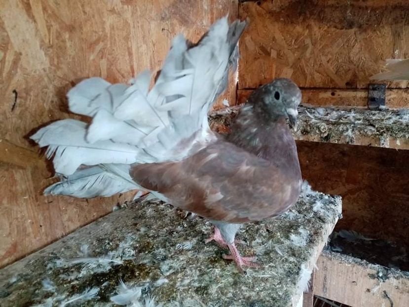 received_915154342749064 - Pui de porumbei voltați 2021